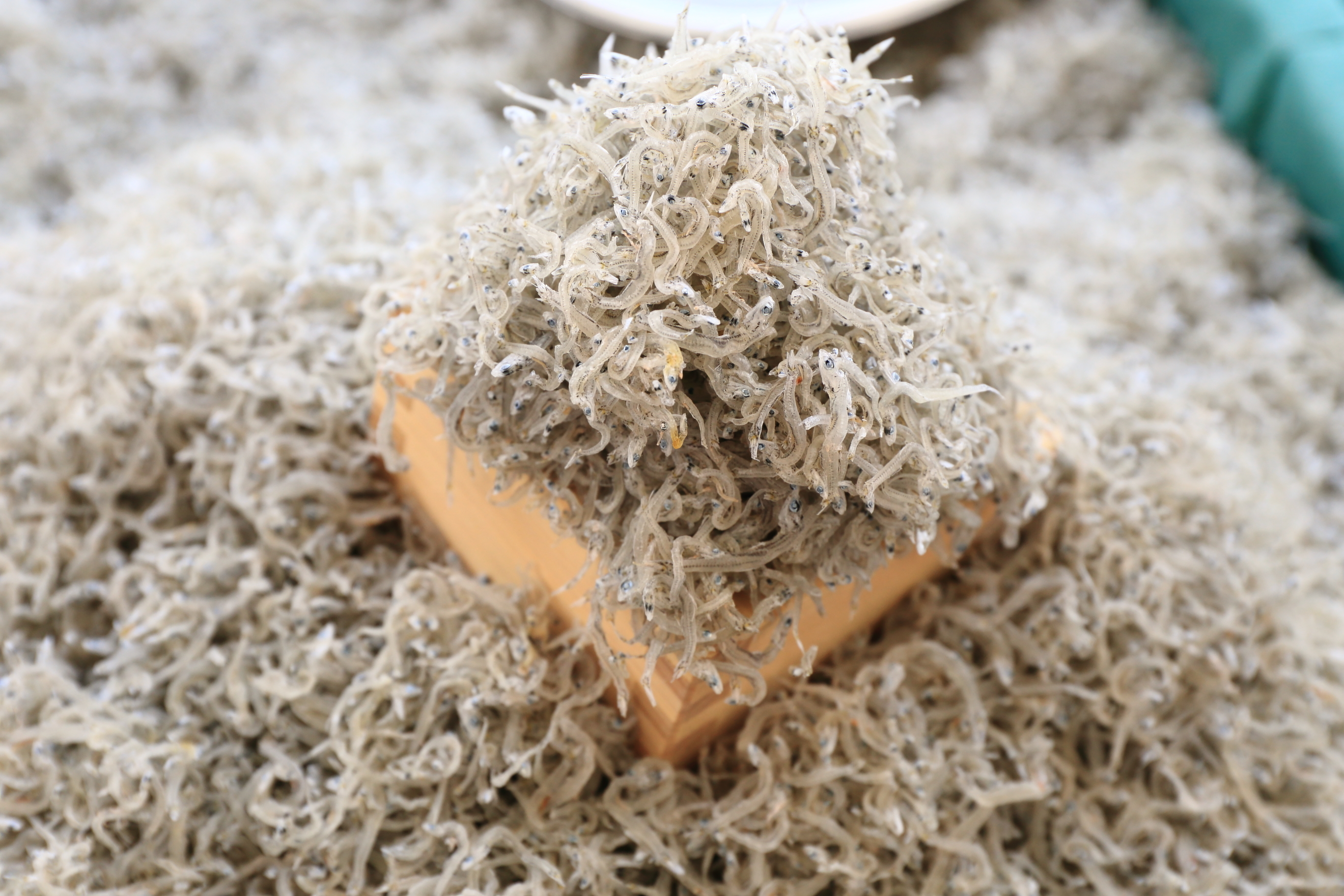 令和8年1月催事予定